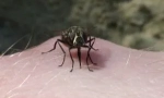 За преместването на мухи през есента